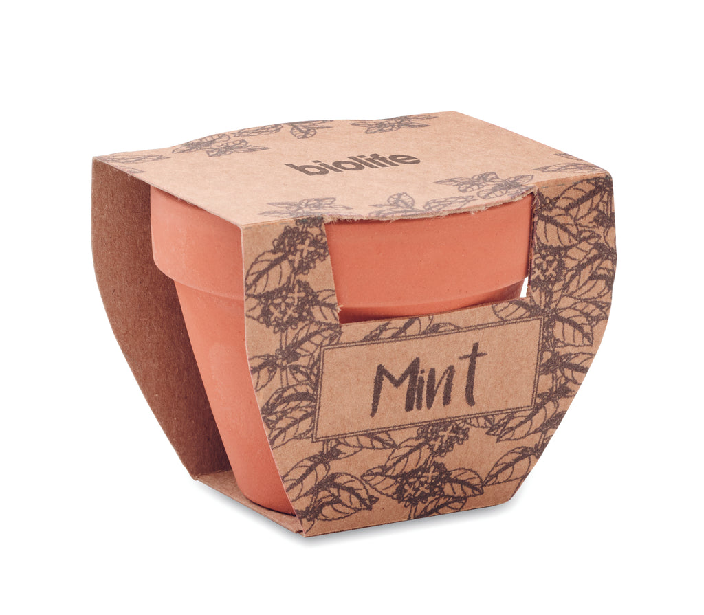 Semințe mentă în ghiveci de ter