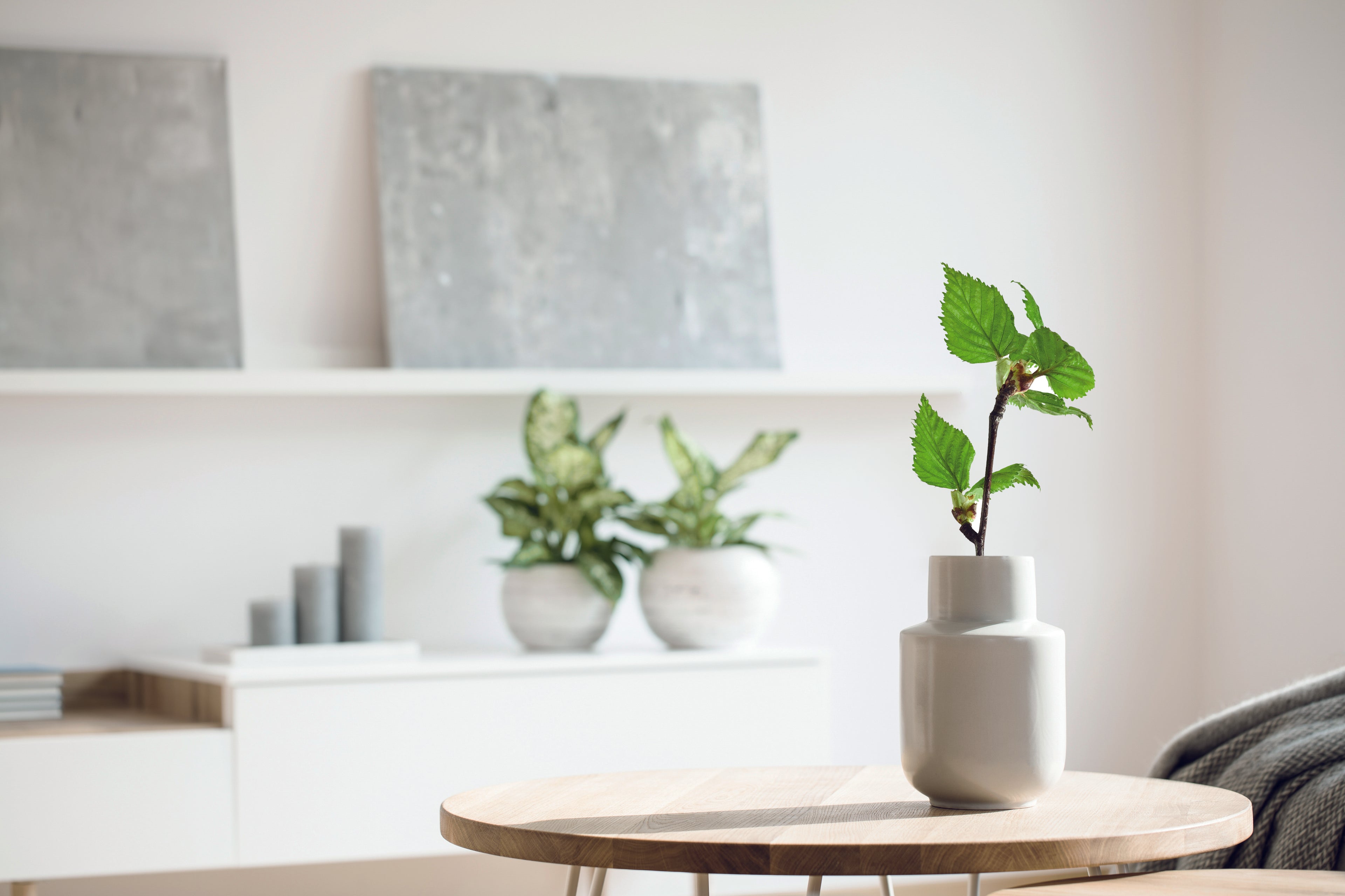 GROWBOOK™  A5 mesteacăn