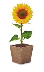 Kit pentru cultivarea florii-so