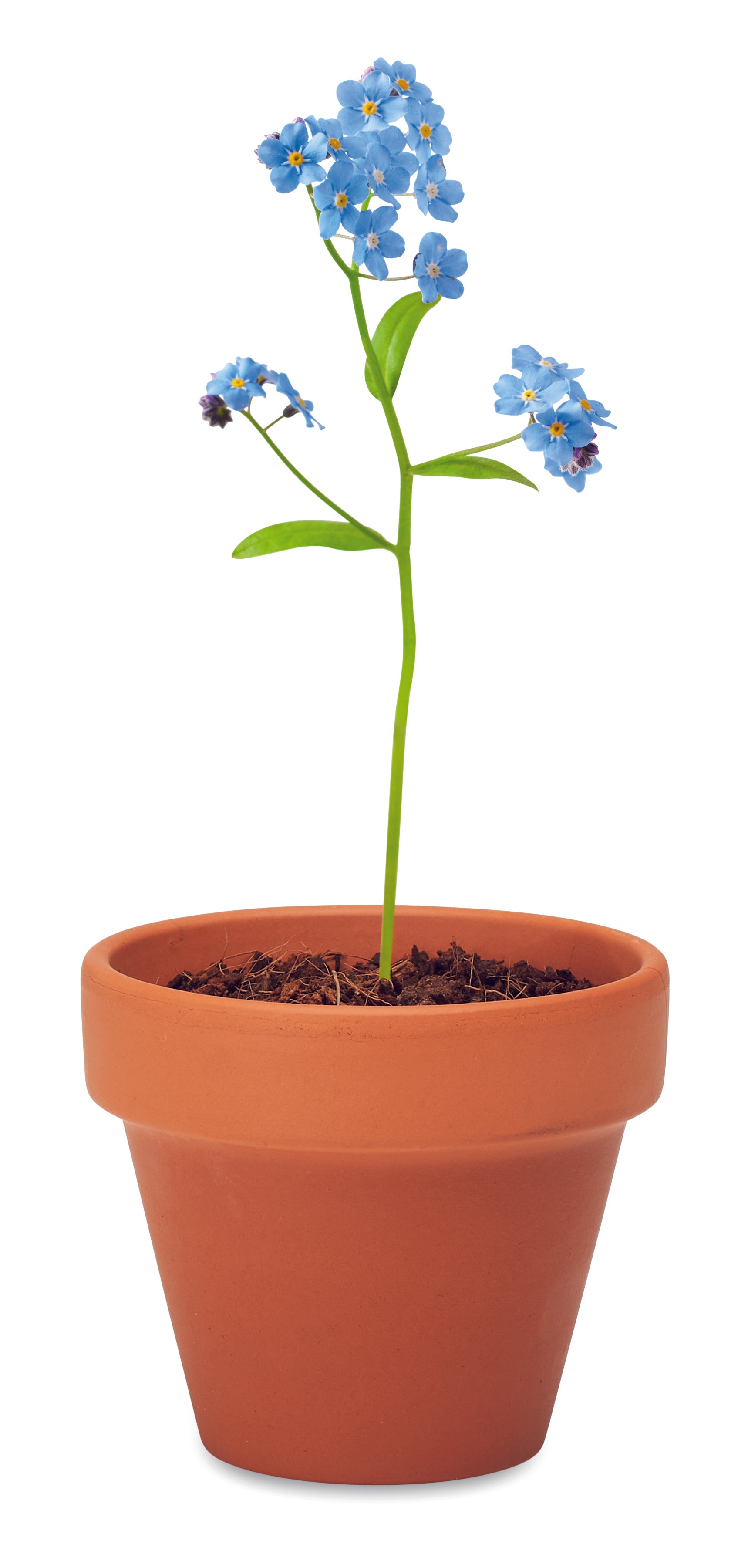 Vas teracota "nu ma uita"