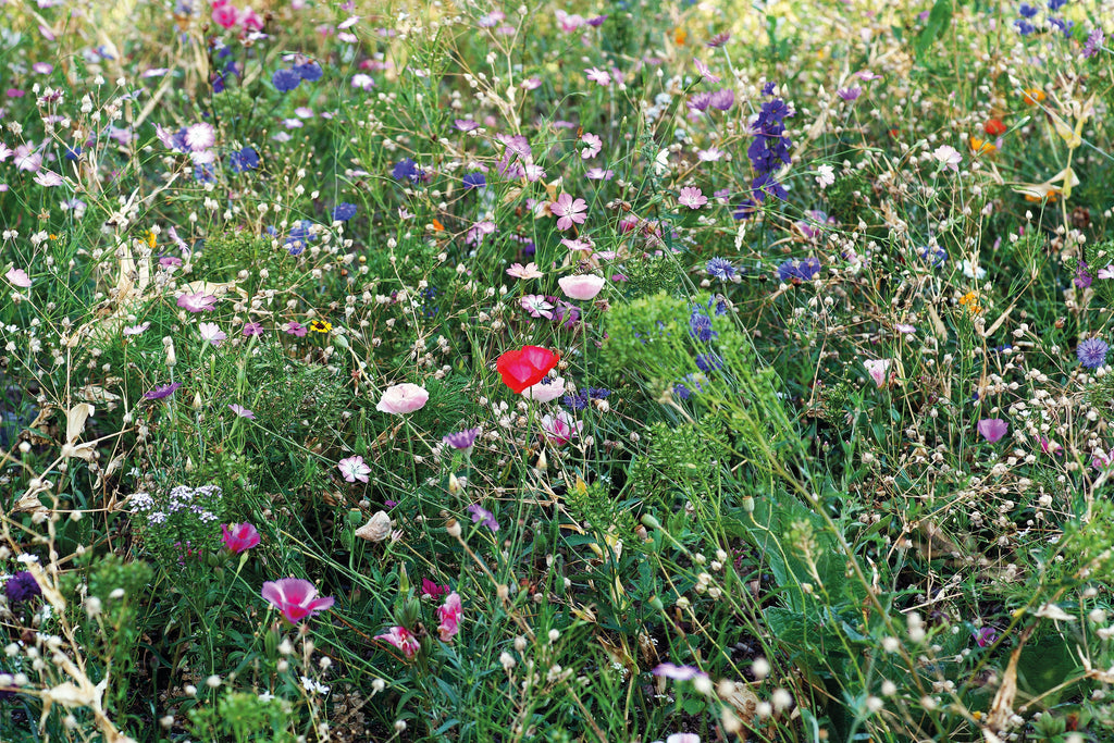 Mix semințe flori în plic