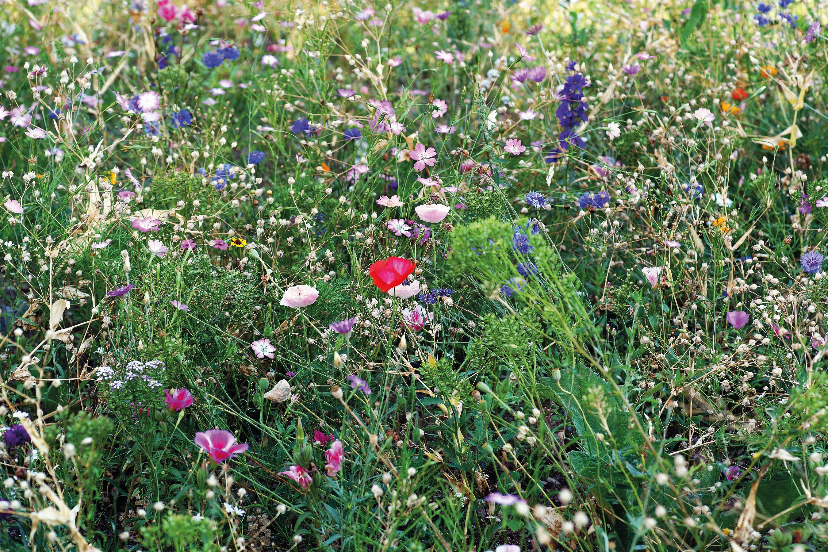 Mix semințe flori în plic