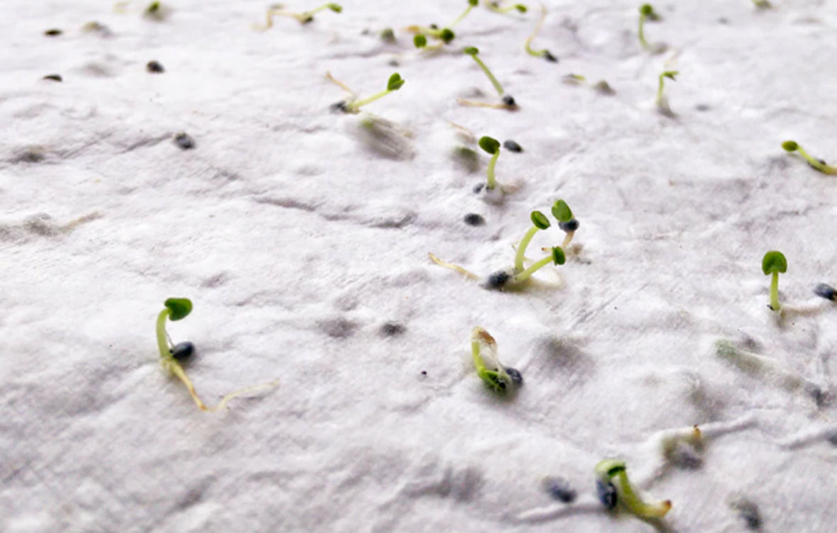 Foaie A4 cu semințe